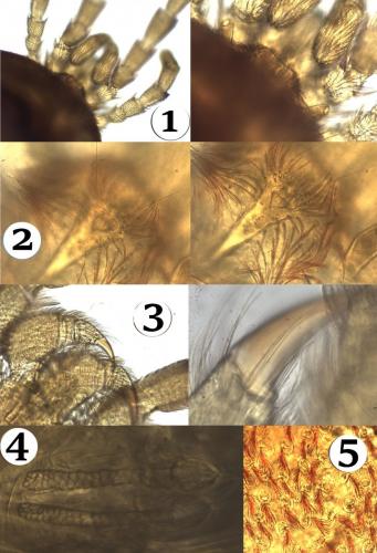 Réf. 195 684 : Paratrombium sp.